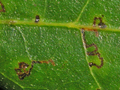 Etainia heringella leaf mines